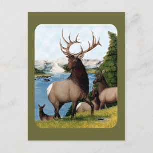 Elk Wapiti Postcard