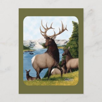 Elk Wapiti Postcard