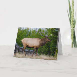 Elk Yellowstone National Park, Wyoming Card