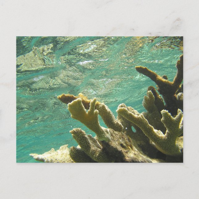 Elkhorn coral in Florida Keys Postcard (Front)