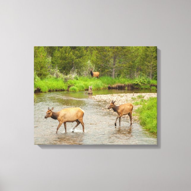 Elks Crossing the Colorado River Canvas Print (Front)