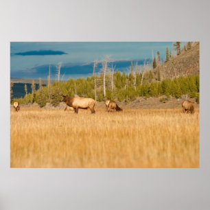 Elks Poster