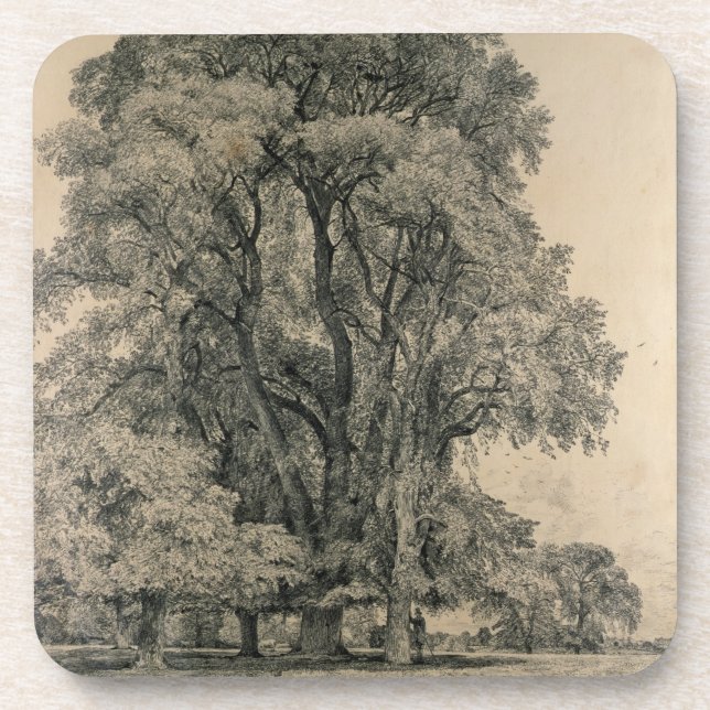 Elm trees in Old Hall Park, East Bergholt, 1817 (p Coaster (Front)