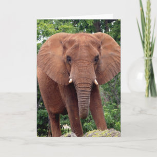 ELPEHANT Photography Greeting Card