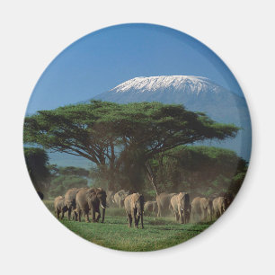 Elphants of Mt.Kilimanjaro Magnet