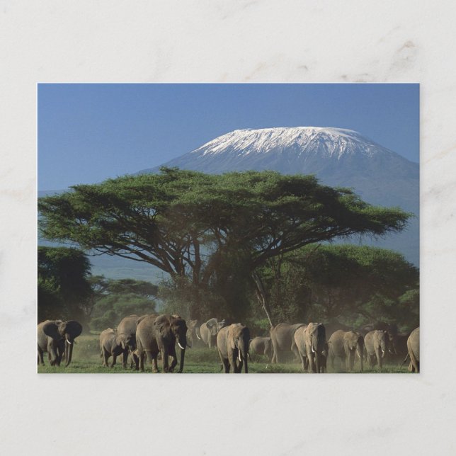 Elphants of Mt. Kilimanjaro Postcard (Front)