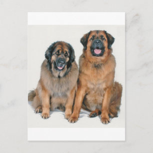 Elsa & Wellington Postcard