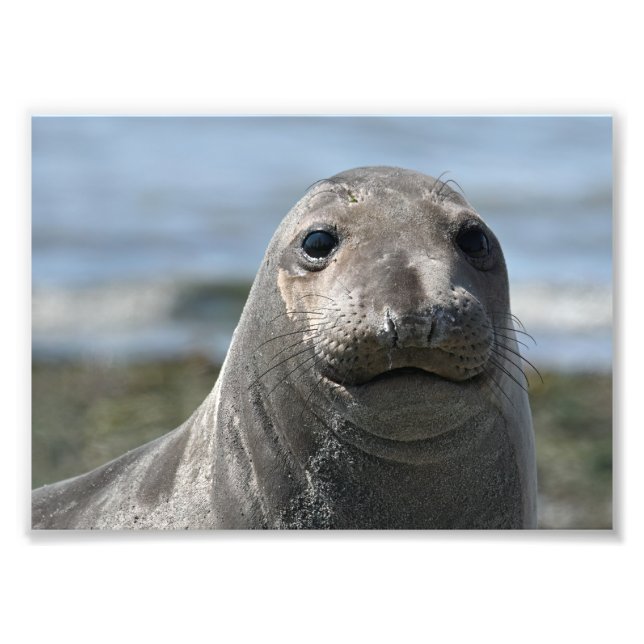 Elsie Mae Anacortes Photo Print (Front)