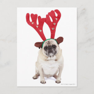 Embarrassed looking Pug wearing Reindeer Antlers Postcard