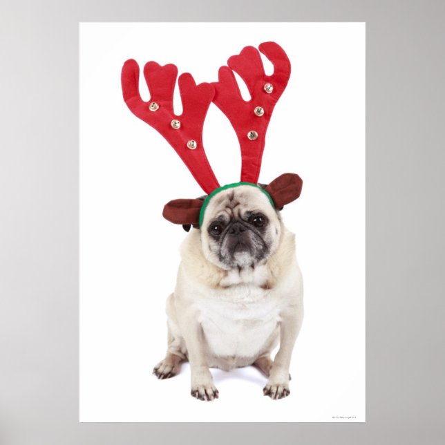 Embarrassed looking Pug wearing Reindeer Antlers Poster (Front)