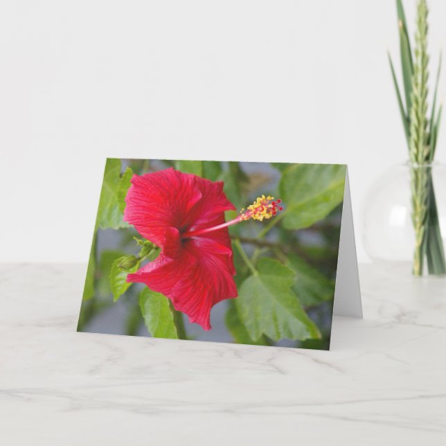 Embossed Red Hibiscus, Louise's Flower Card (Front)