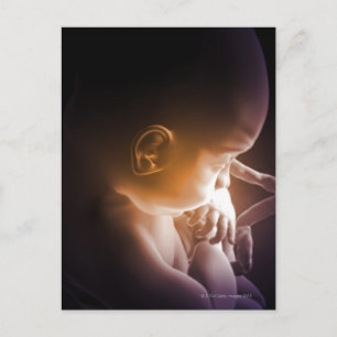 Embryonic Development 5 Postcard