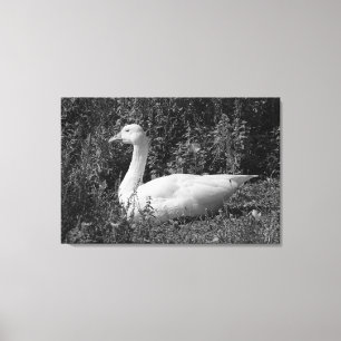 Emden Goose Canvas Print