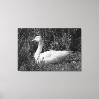 Emden Goose Canvas Print