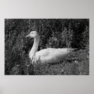 Emden Goose Poster