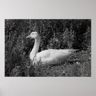 Emden Goose Poster