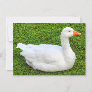 Emden Goose, Roath Park Lake, Cardiff, Wales. Card