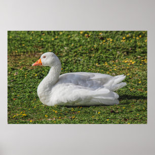 Emden Goose, Roath Park Lake, Cardiff, Wales. Poster