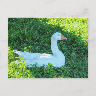 Emden Goose Sitting in the Shade Postcard