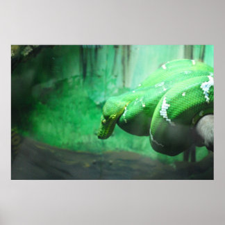 Emerald Boa Poster