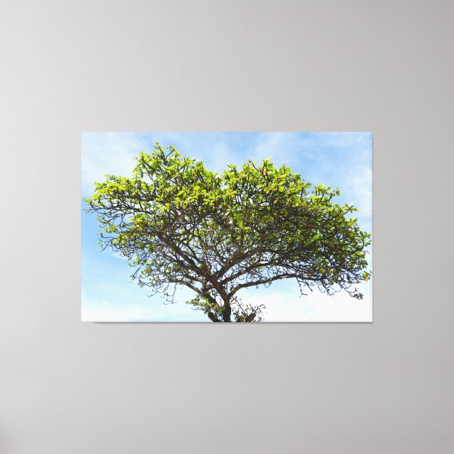 Emerald Canopy: The Coastal Almond Tree Canvas Print (Front)