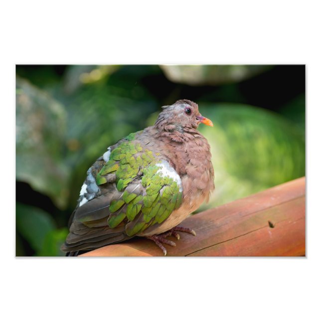 Emerald Dove Profile and Perch Photo Print (Front)