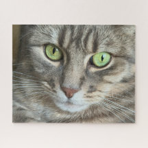 Emerald Eyes – Portrait of a Green-Eyed Cat