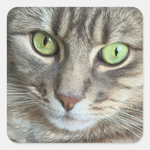 Emerald Eyes – Portrait of a Green-Eyed Cat