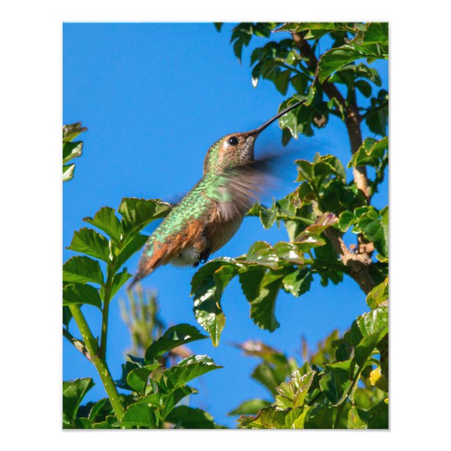 Emerald Flash: Hummingbird in Motion Photo Print (Front)