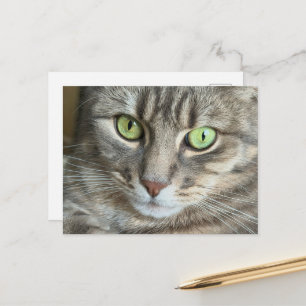 Emerald Green Eyes Cat Portrait Feline Photography Postcard