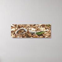 Emerald lizard Salamander in the earth