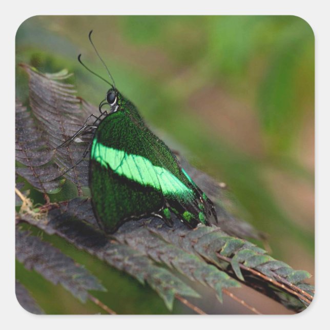 Emerald Swallowtail Square Sticker (Front)