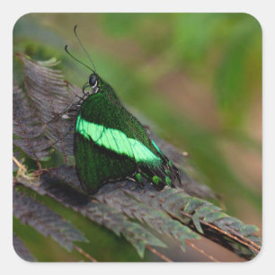 Emerald Swallowtail Square Sticker