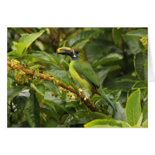 Emerald Toucanet