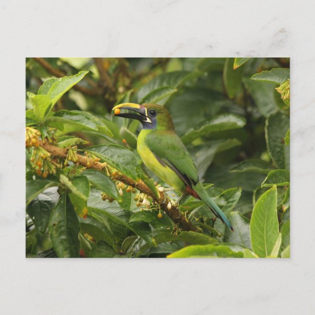 Emerald Toucanet Postcard (Front)