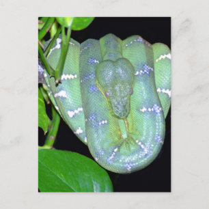 Emerald Tree Boa-Morticia Postcard