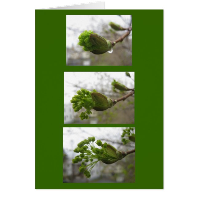 Emergence of spring (Front)