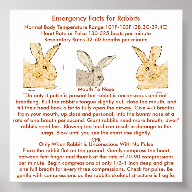 Emergency Facts for Flemish Giant Rabbits Poster (Front)