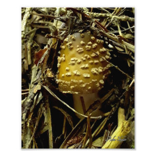 Emerging Agaric Photo Print
