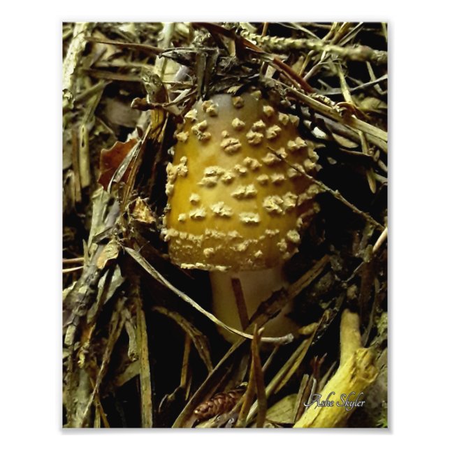 Emerging Agaric Photo Print (Front)