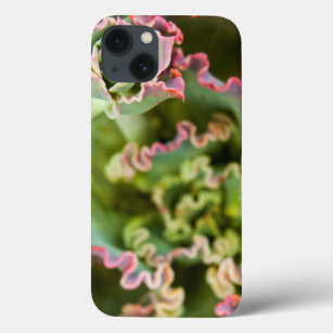 Emerging bud of an Echeveria Plant iPhone 13 Case