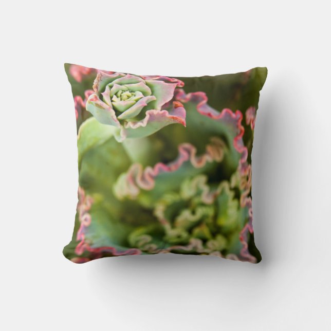 Emerging bud of an Echeveria Plant Cushion (Front)