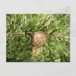 Emerging Mantis ~ postcard