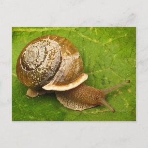 Emerging Snail Postcard