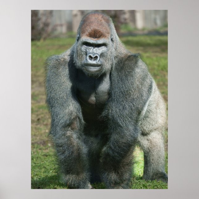Emerging Strength – Lope the Silverback Poster (Front)