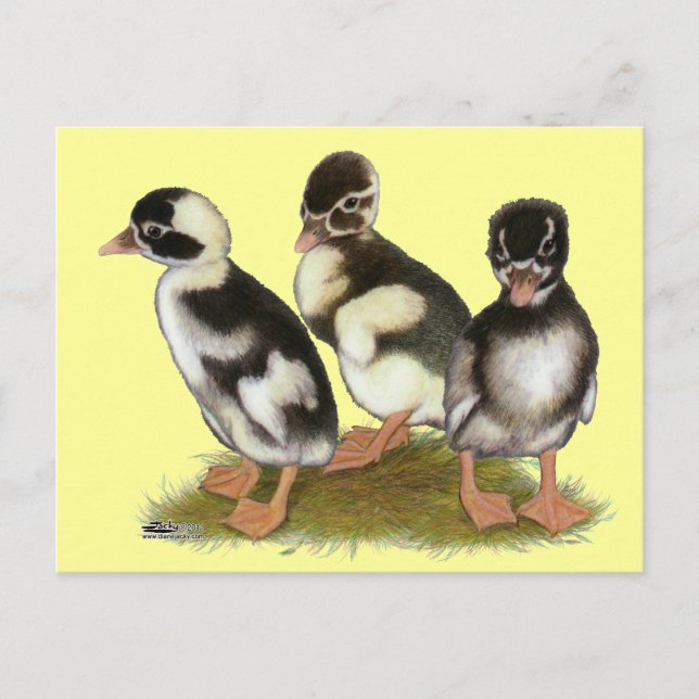 Emery Penciled Runner Ducklings Postcard (Front)