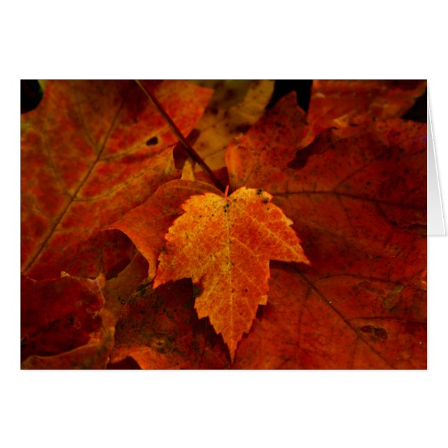 Emery's Porch III (Front Horizontal)