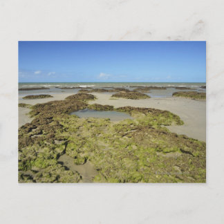 Emmagen Beach, Daintree National Park (UNESCO 4 Postcard