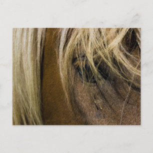 Emotional Horse Postcard