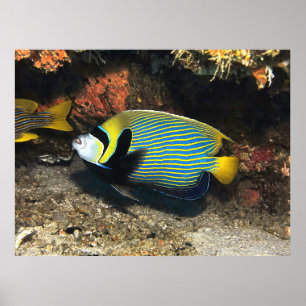 Emperor Angelfish of Raja Ampat Poster